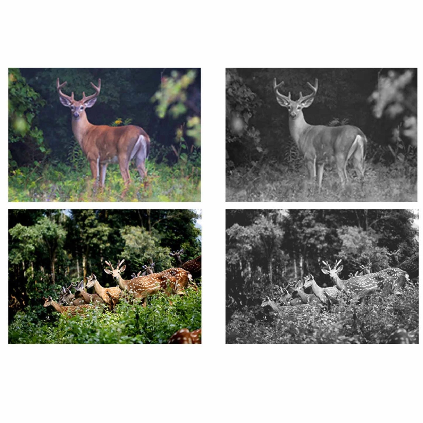 Zk40 1080P Infrared Night Vision Wildlife Trail Camera